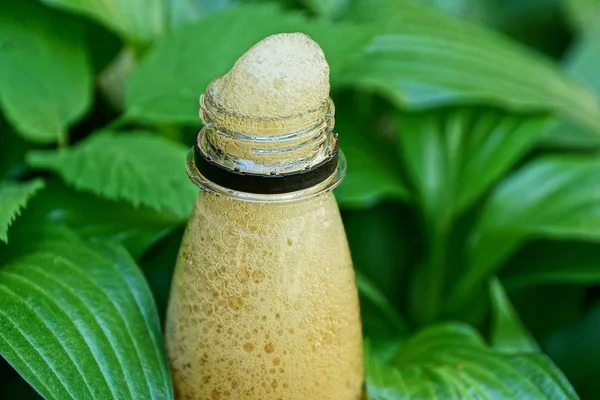 bottle neck with white foam among the green leaves