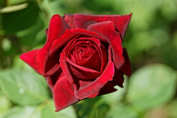 Broto Uma Rosa Bonita Vermelha Entre Vegetação Jardim — Fotografia de Stock