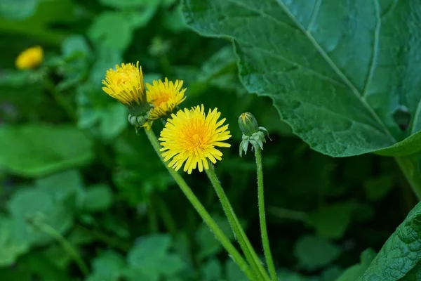 戸外で緑の葉の中で黄色のタンポポの花 — ストック写真