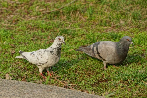 Deux Grands Pigeons Dans Herbe Verte Parc — Photo