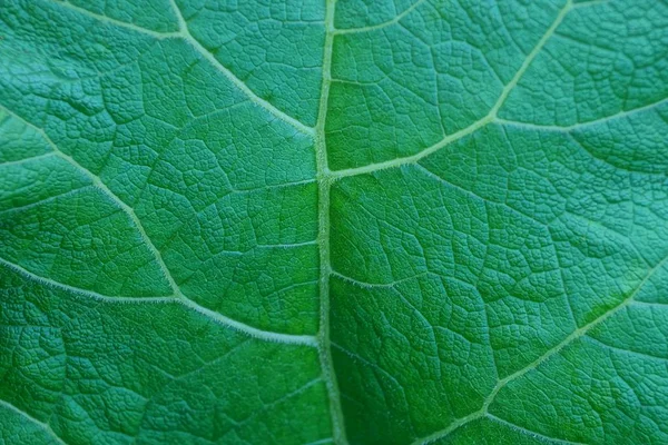 Textura Vegetativa Verde Pedaço Uma Folha Grande — Fotografia de Stock