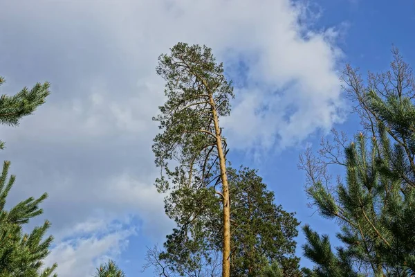 Grön Hög Tall Mot Himmel Och Moln — Stockfoto