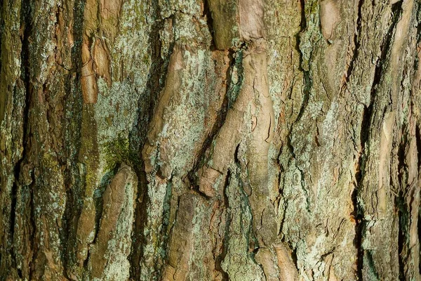 Textura Vegetativa Corteza Seca Del Pino Sobre Árbol — Foto de Stock