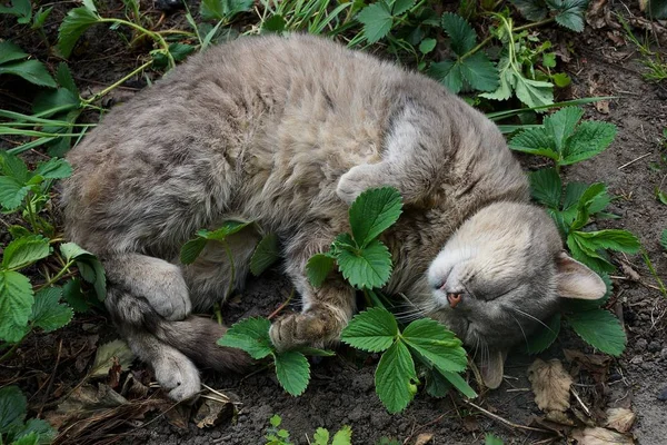 Szary Kot Śpi Ziemi Wśród Zielonych Liści — Zdjęcie stockowe