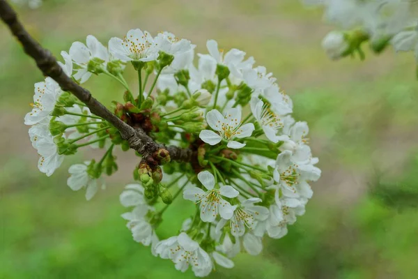 White Small Cherry Flowers Branch Tree — Stock Photo, Image