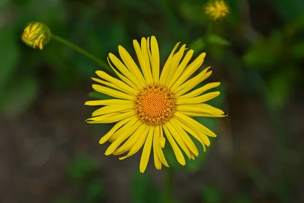 Ένα Κίτρινο Οφθαλμός Από Ένα Μεγάλο Λουλούδι Στον Κήπο — Φωτογραφία Αρχείου