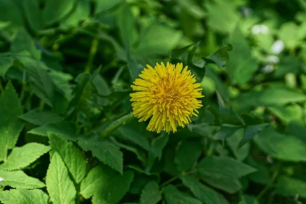 Grande Flor Dente Leão Amarelo Entre Folhas Verdes — Fotografia de Stock
