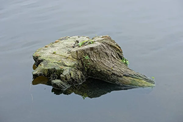 Παλιό Γκρι Κούτσουρο Μέσα Στο Νερό Της Λίμνης — Φωτογραφία Αρχείου