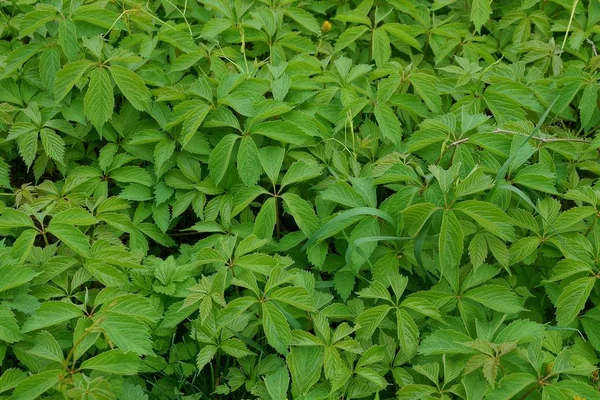 Textura Vegetativa Del Juego Las Hojas Verdes Sobre Las Ramas —  Fotos de Stock