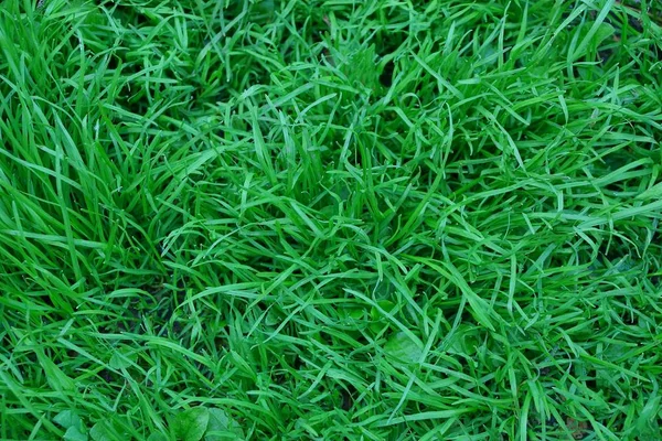 natural texture of a long grass on a lawn