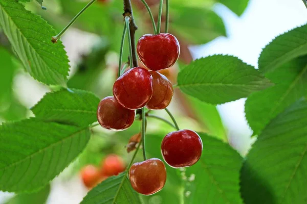 Zralé Bobule Červené Cherry Větvi Zelenými Listy — Stock fotografie