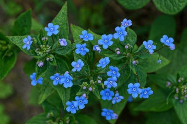 yeşil yaprakları doğada küçük mavi çiçek tomurcukları