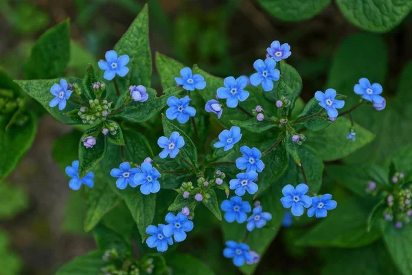 yeşil yaprakları doğada küçük mavi çiçek tomurcukları