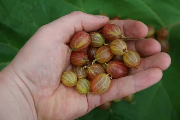 Bayas Maduras Grosella Palma Mano — Foto de Stock