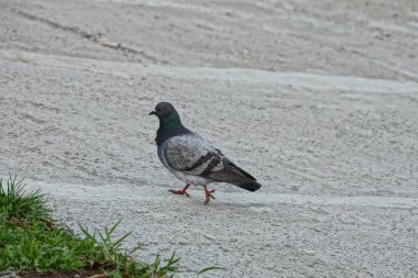 güvercin gri bir asfalt yakınındaki bir yeşil çim üzerinde duruyor