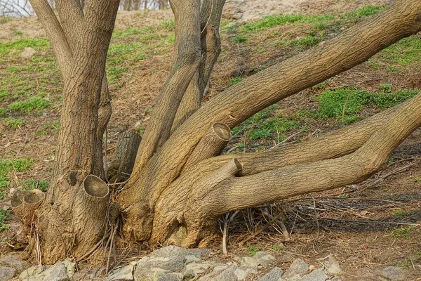 Стволы Коричневого Дерева Земле Траве — стоковое фото