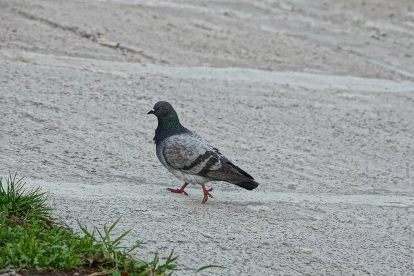 güvercin gri bir asfalt yakınındaki bir yeşil çim üzerinde duruyor
