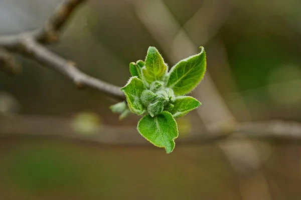 Brote Verde Con Hojas Una Rama Delgada Árbol — Foto de Stock