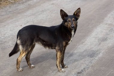 siyah büyük köpek gri asfaltta standları