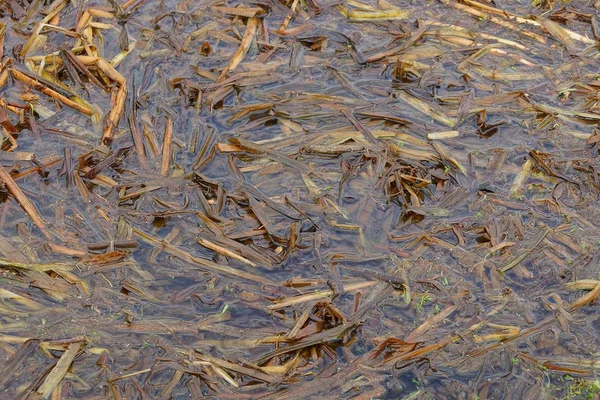 brown vegetal texture of algae in water