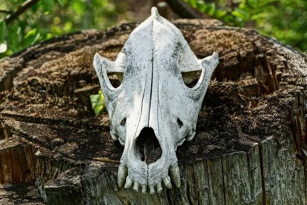 a large white skull of an animal on a gray stump