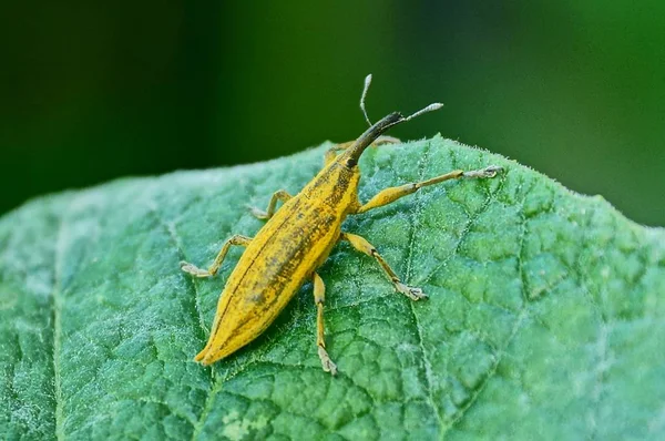 Ein Großer Gelber Käfer Sitzt Auf Einem Grünen Blatt — Stockfoto