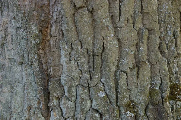干橡木树皮的天然灰色纹理 — 图库照片