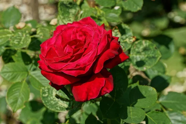 big red bud of a rose on a stem of a bush in a green garden