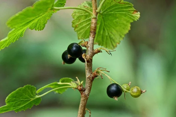 Bayas Grosella Negra Una Rama Arbustiva Con Hojas — Foto de Stock