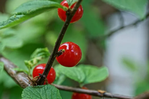 Cerise Rouge Sur Une Branche Mince Avec Des Feuilles — Photo