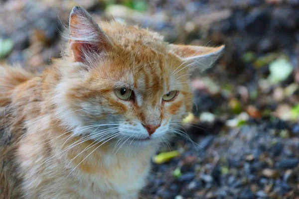 Hoofd Van Een Vuile Rode Oude Kat Straat — Stockfoto