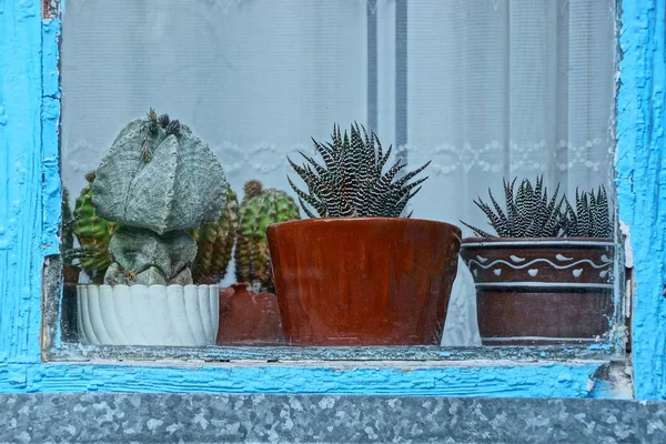 Eine Reihe Kakteen Töpfen Hinter Glas — Stockfoto