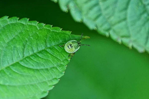 Kleiner Grüner Käfer Auf Einem Blatt Einer Pflanze — Stockfoto