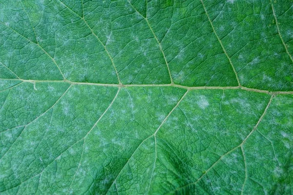 大きな緑の葉の自然な植物テクスチャ — ストック写真