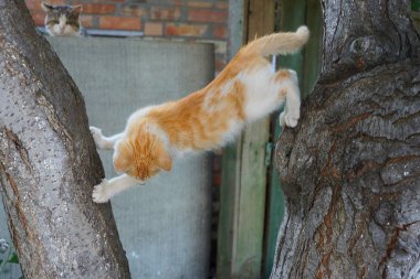 büyük bir ağaç üzerinde oturan kırmızı benekli kedi