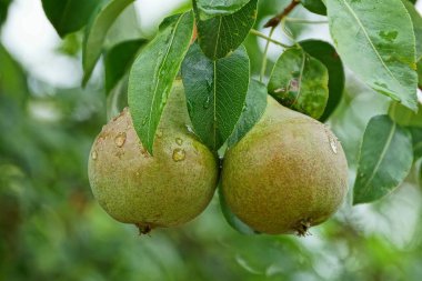 iki ıslak yeşil armut yaprakları ile akış