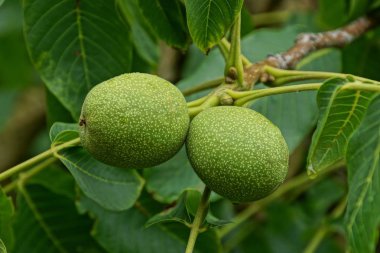 iki yeşil ceviz ağacının yaprakları ile dal