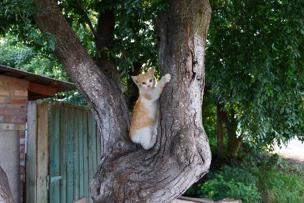 小斑点猫坐在树的灰色树干上 — 图库照片