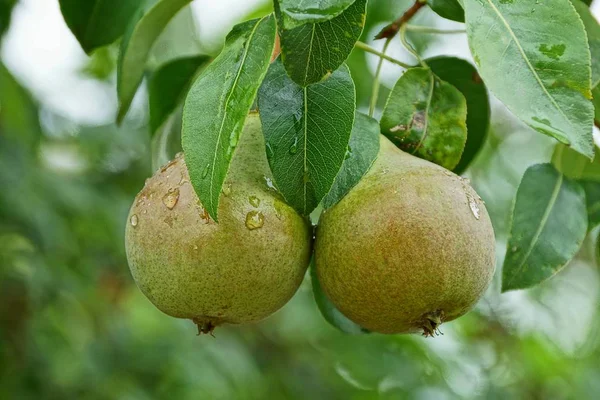 iki ıslak yeşil armut yaprakları ile akış