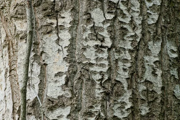 Texture Végétale Naturelle Grise Écorce Sur Peuplier — Photo