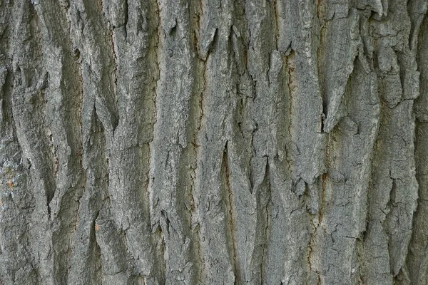 Natürliche Vegetative Textur Aus Einer Grauen Rinde Auf Einem Baum — Stockfoto