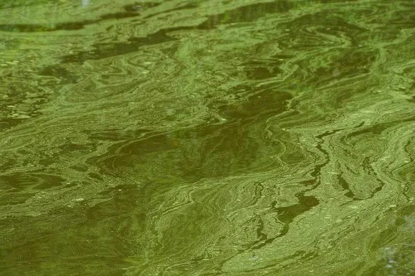 Textura Verde Del Agua Contaminada Del Depósito — Foto de Stock