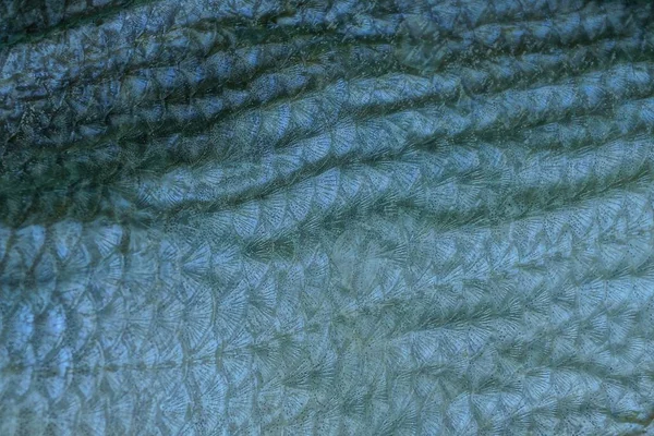 Graue Textur Flacher Schuppen Bei Fischen — Stockfoto