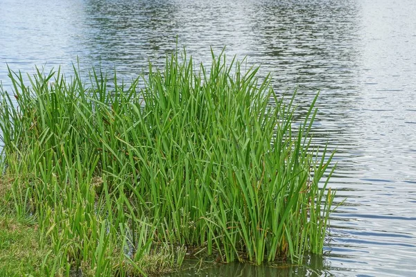 Herbe Verte Sur Rivage Réservoir Près Eau — Photo