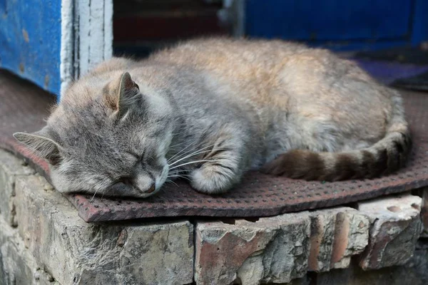 Büyük Gri Kedi Kapınıza Dışında Uyku — Stok fotoğraf