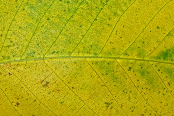 Naturalne Tekstury Wegetatywnego Żółty Suchy Liść — Zdjęcie stockowe