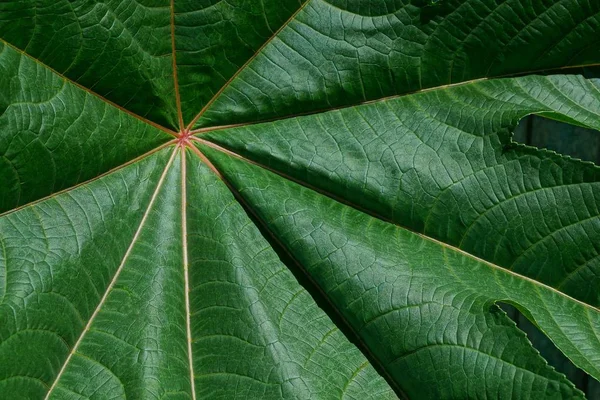 Textura Vegetativa Natural Uma Grande Folha Verde — Fotografia de Stock