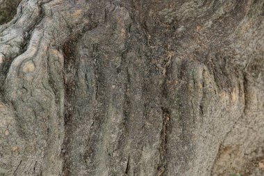 Eski bir güdük Gri Ahşap dokusu