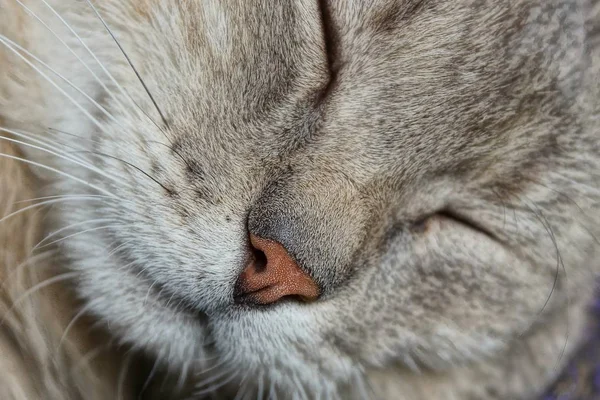 Brązowy Nos Pysk Śpiącego Szary Kot — Zdjęcie stockowe