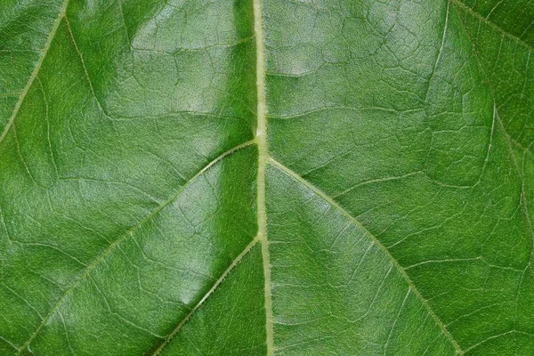 Zielony Naturalnej Strukturze Dużego Liścia — Zdjęcie stockowe